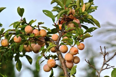 mirabelles.jpg