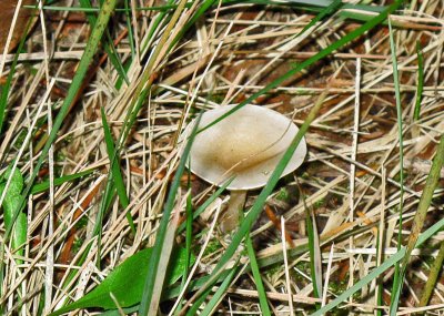 IMG_0660.jpg