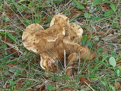colettes_mushrooms