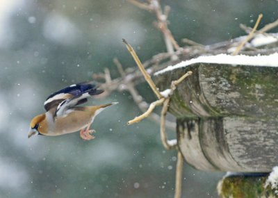 DSC_0997.jpg