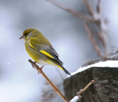 DSC_1077c.jpg