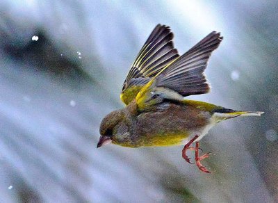 DSC_1082c.jpg