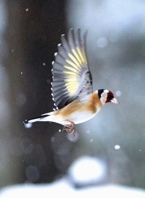 DSC_1104c.jpg