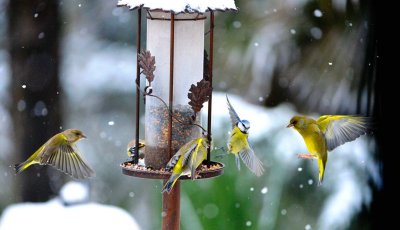 DSC_1118c.jpg