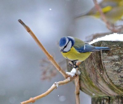 DSC_1173c.jpg