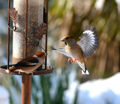 DSC_1305c.jpg