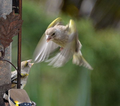 DSC_1347d.jpg