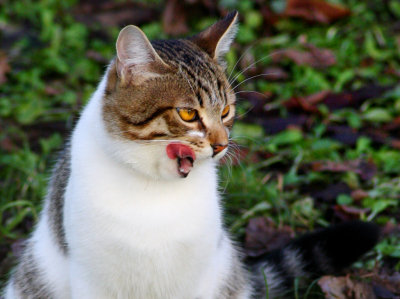 My friend Big Nose is watching a bird. Lunch time is approaching ....