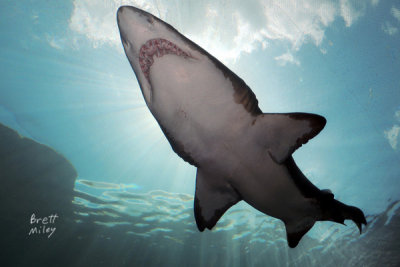 sharksandtiger4500_Sand Tiger Shark 
