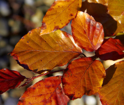 beech leaves in autumn .jpg