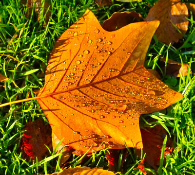 autumn leaf 1.jpg