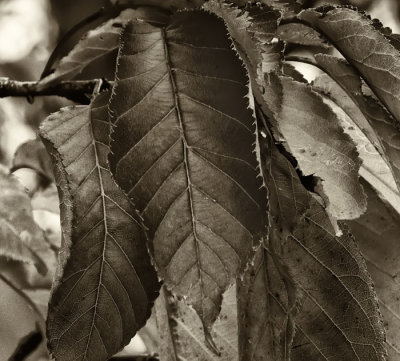 cherry leaves 3.jpg