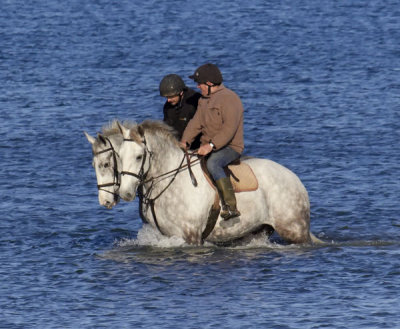 horse at sea 2.jpg
