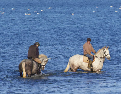 horses ar sea 1.jpg