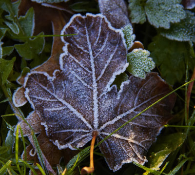 ice on leaves 3.jpg