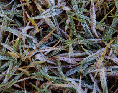 frost on grass 1.jpg