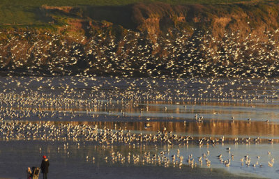 seagull colony 3.jpg
