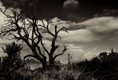 bush and sky 2.jpg