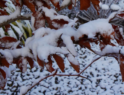 snow on copper beech .jpg