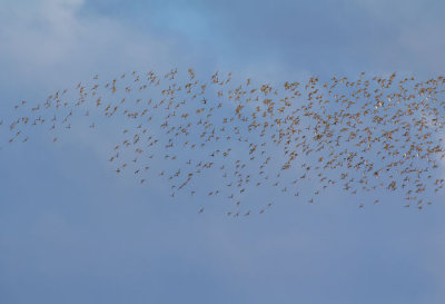 flock of birds 1.jpg