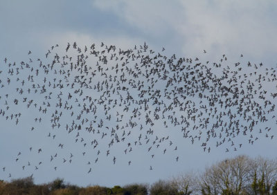 flock of birds 2.jpg