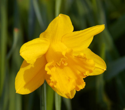 daff 1.jpg