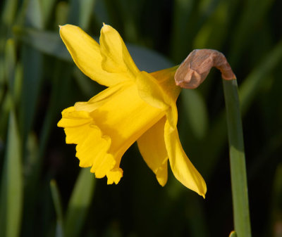 daffodil 3.jpg