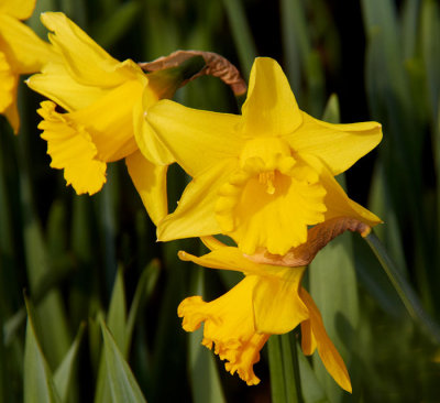 a few daffs.jpg