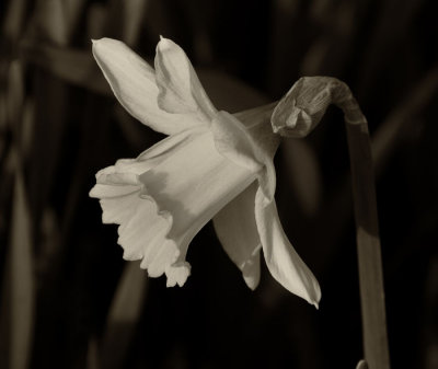daffodul 5.jpg