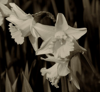 a few daffs 2.jpg
