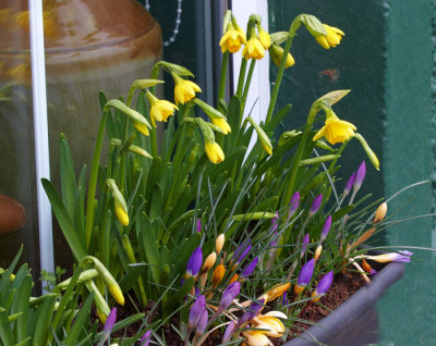 window box 2.jpg
