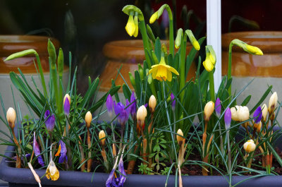 spring flower window box.jpg