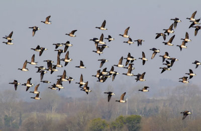 bbrent geese 1.jpg