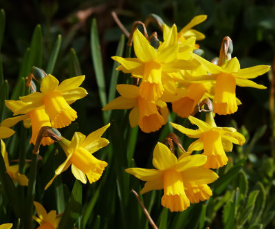 daffodils 2.jpg