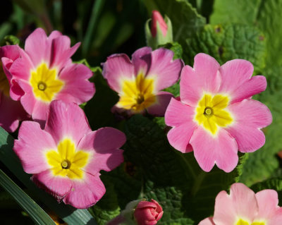 pansies 2.jpg