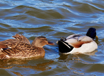 ducks 1.jpg