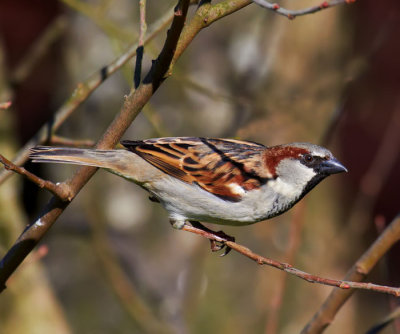 male house sparrow .