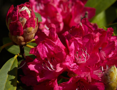 rhodosendron 1.jpg