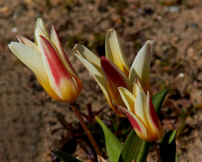 tulips 4.jpg