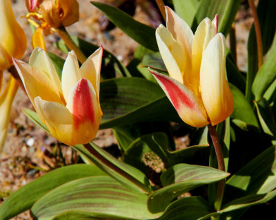 tulips 2.jpg