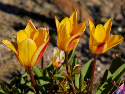 tulips 1.jpg
