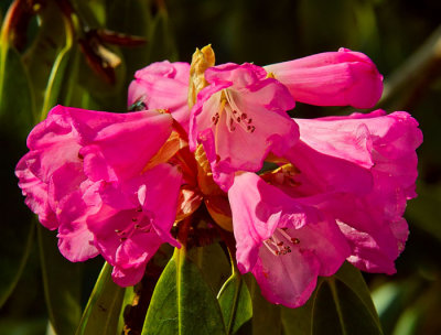 rhoddendron 10.jpg