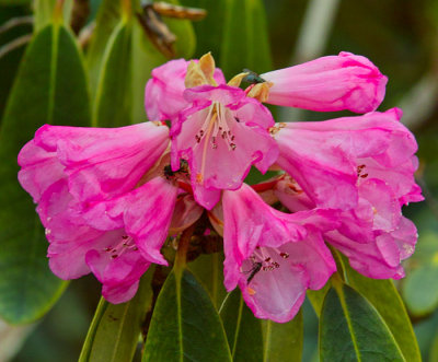 red rhododendron 7.jpg