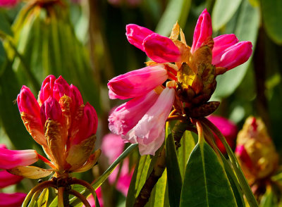 rhododendron 8.jpg