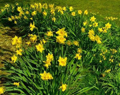 daffs 5.jpg