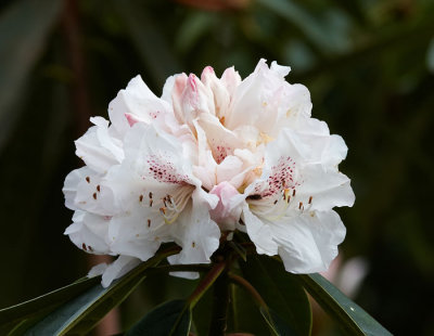 white rhododendron 1.jpg