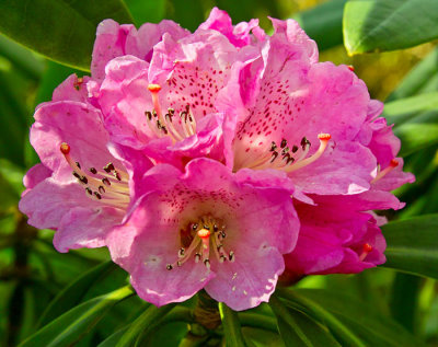 pink rhododendron 6 to.jpg