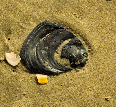 flat oyster shell [ ostrea edulis ]
