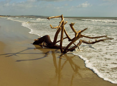 driftwood on beach .jpg