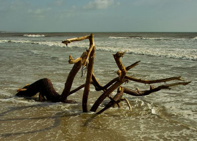 driftwood and sea